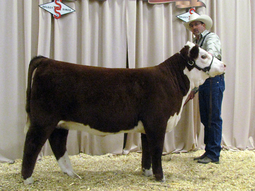 2014 Show Success | Rocking K Herefords