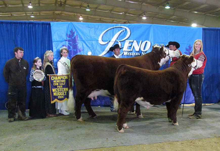 Show Success 2014 Reno Cow Calf Pair crop